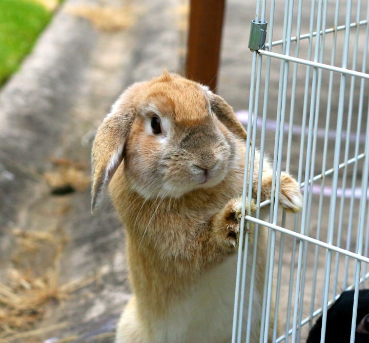 metal rabbit cage with a bunny outside