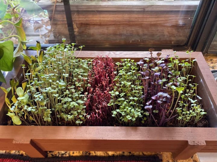 microgreen growing kit