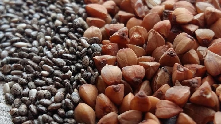 microgreen seeds