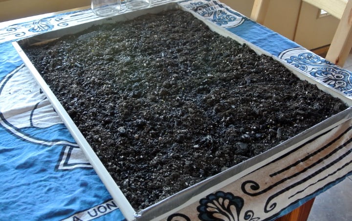 microgreen tray with soil