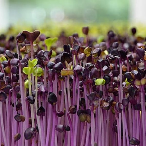 microgreens