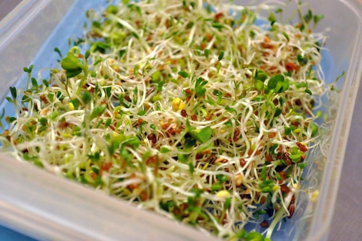 microgreens safety eating