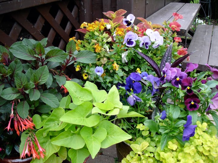 mini shade plant paradise in the garden