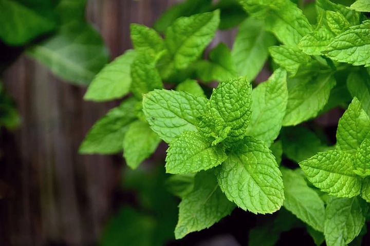 mint herb plant