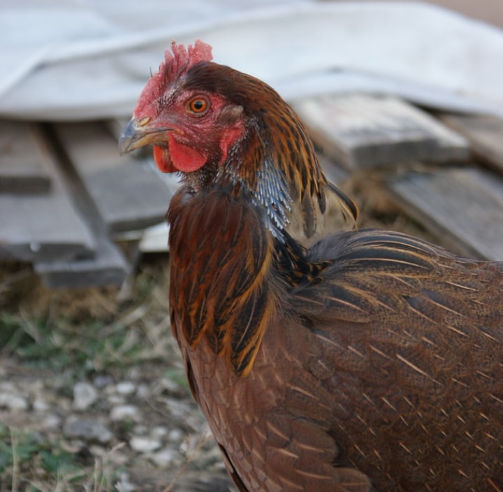 molting chicken