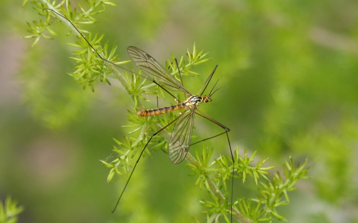 mosquito on plant