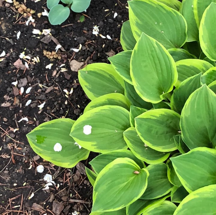 mouse ear hostas