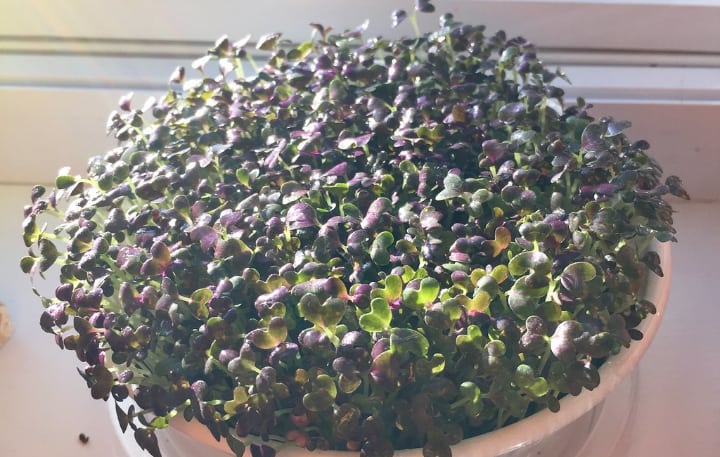 mustard microgreen