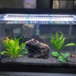 newly planted aquarium plants