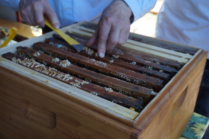 nucleus box for bees