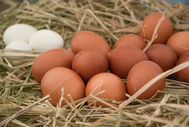 nutritious farm fresh eggs