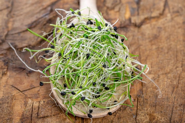 onion microgreens