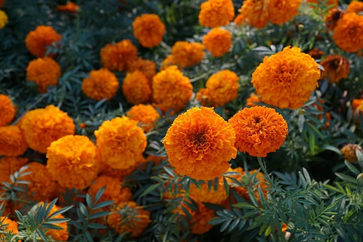 orange marigold flower