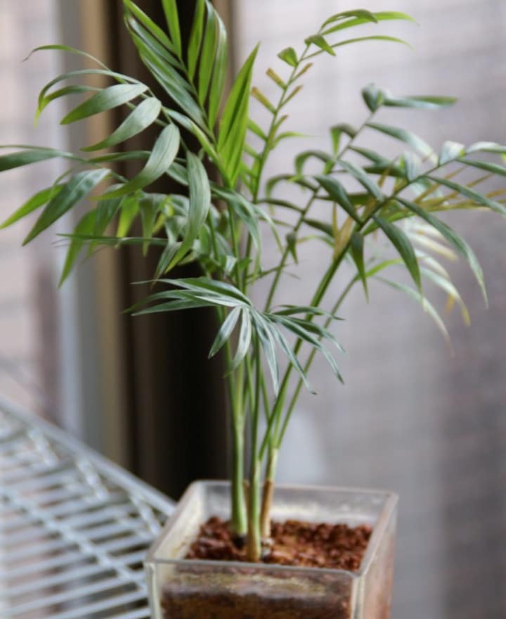 parlor palm low light indoor shade tree