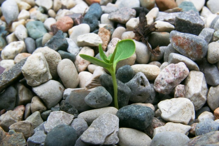 pea gravel o rock garden