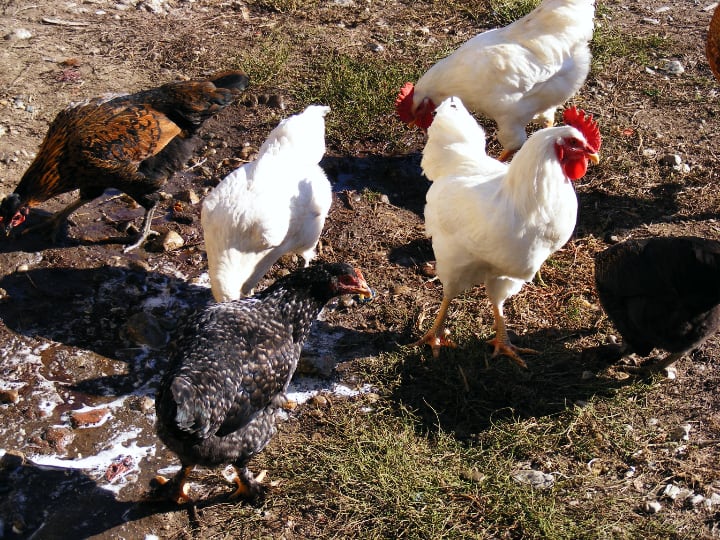 peck loving chickens