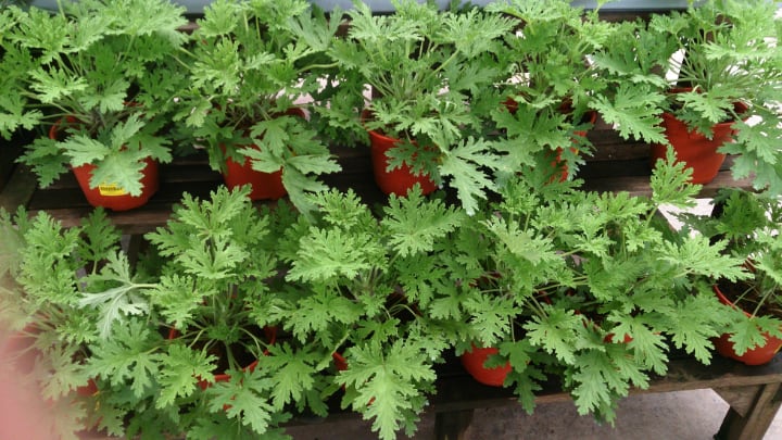 pelargonium citrosum or mosquito plant