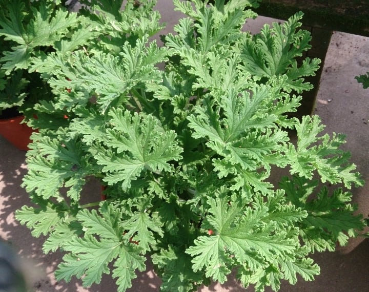 pelargonium citrosum under full sun