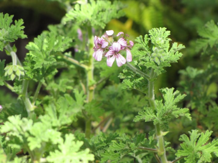 pelargonium graveolens blooms