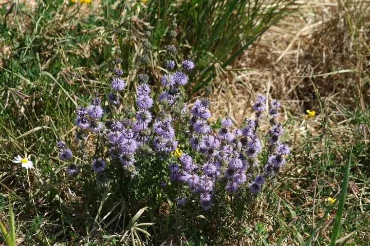 pennyroyal plant