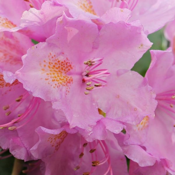 pink azalea flowers