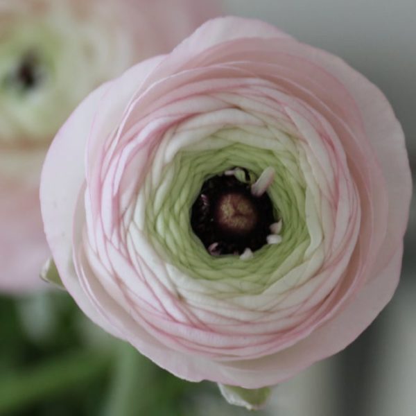 pink ranunculus flower bloom