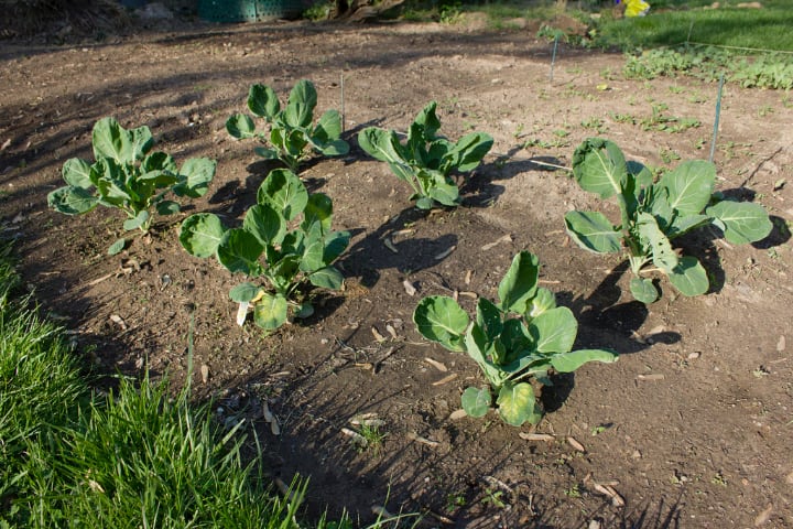 planted brussel sprouts on the ground