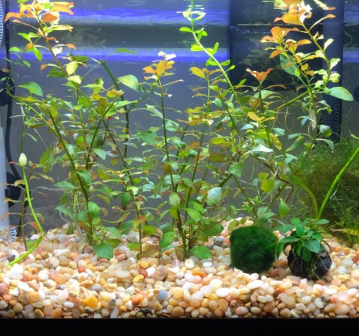 37 Best Aquarium Plants Ideas & How to Grow Aquarium Plants
