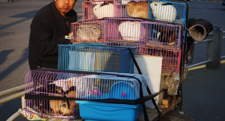 plastic rabbit cages