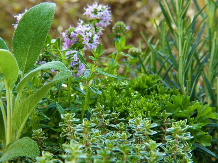 pleasant mini garden