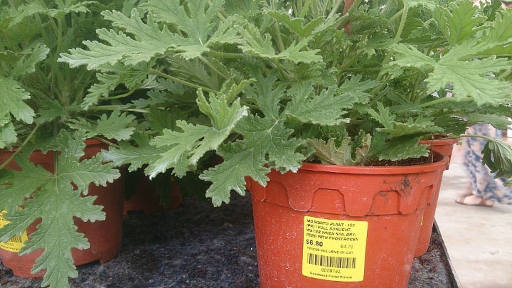 potted citronella plant ideal for indoor gardening