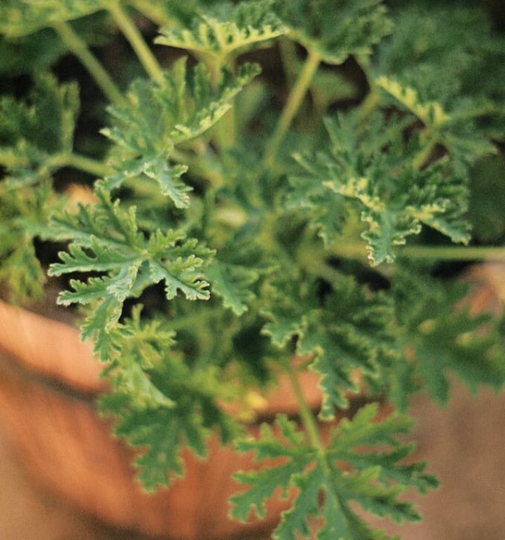 potted citronella plant