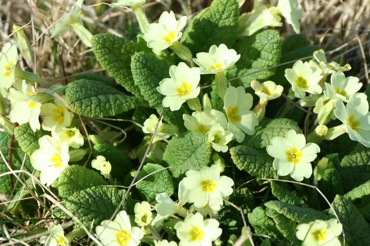 primula vulgaris english primrose flowering shade plant