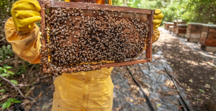 proudly holding up that bee hive