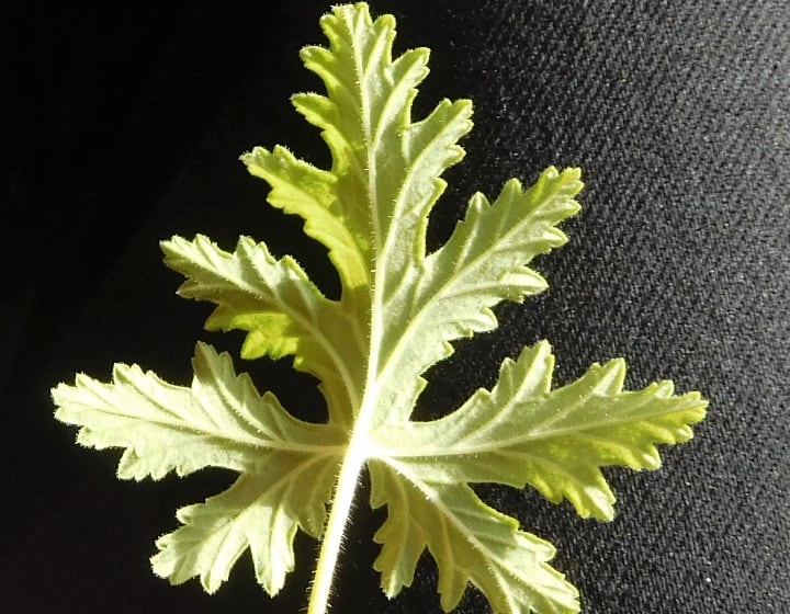 pruned leaf from citronella plant