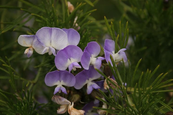 psoralea pinnata african surf pea shade loving shrubs