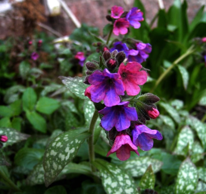 pulmonaria officinalis flowering shade plant