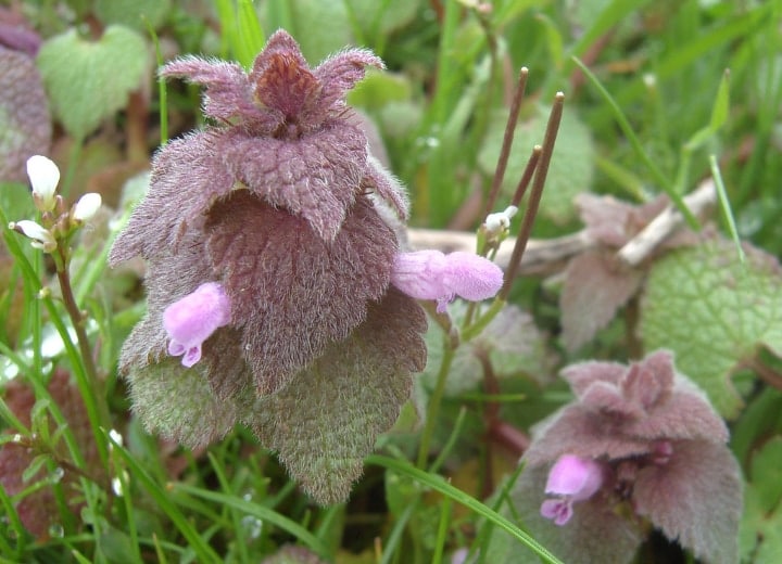 purple deadnettle flowering shade plat