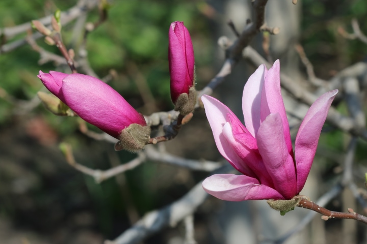 purple lily magnolia tree