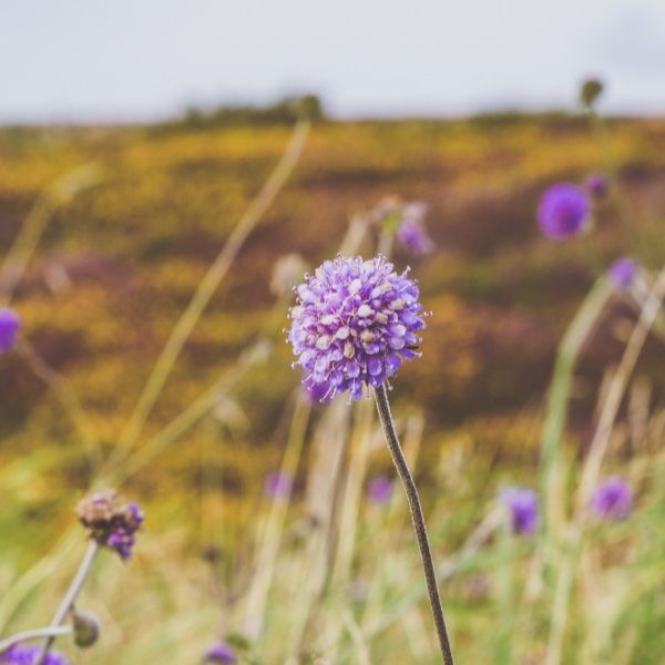 purple wild flowers in the field