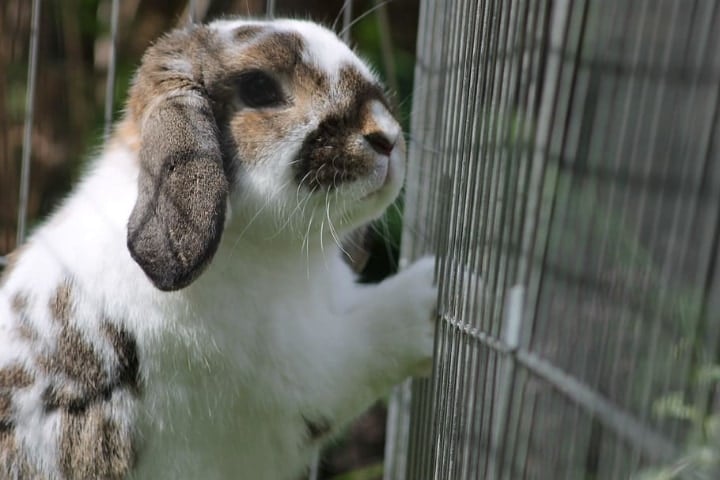 rabbit cage in direct sunlight