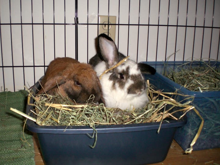 rabbit cage litter boxes