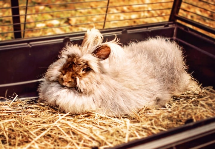 rabbit cage with detachable bottom