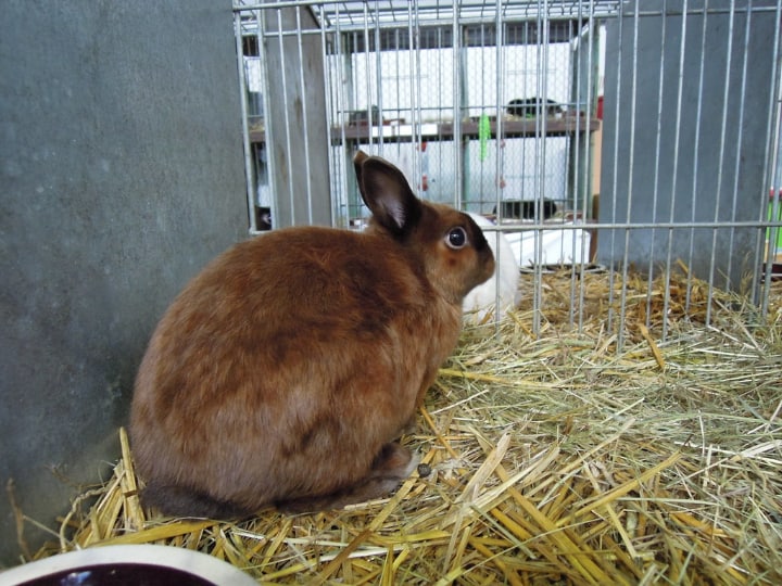 rabbit cage with hay