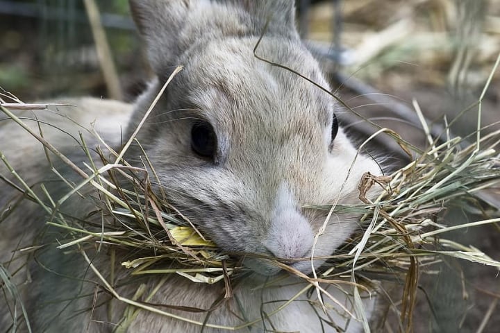 rabbit carrying lots of hay in mouth