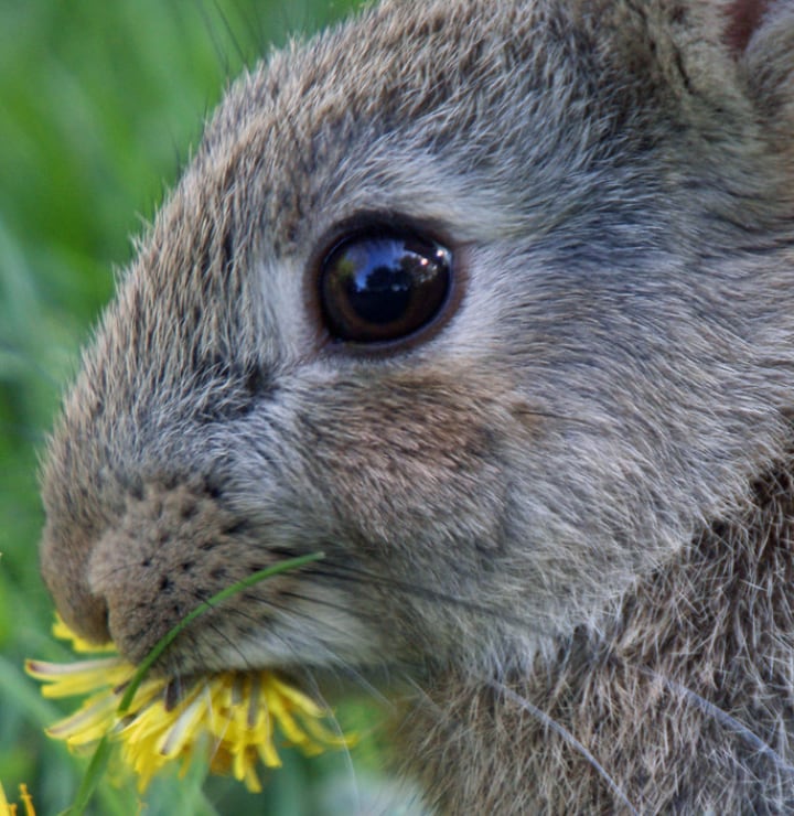 rabbit eating dandelion flower