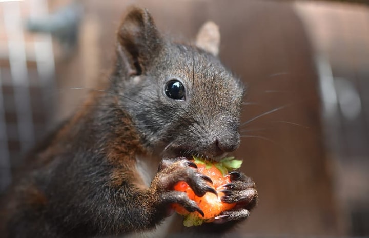 rabbit eating orange