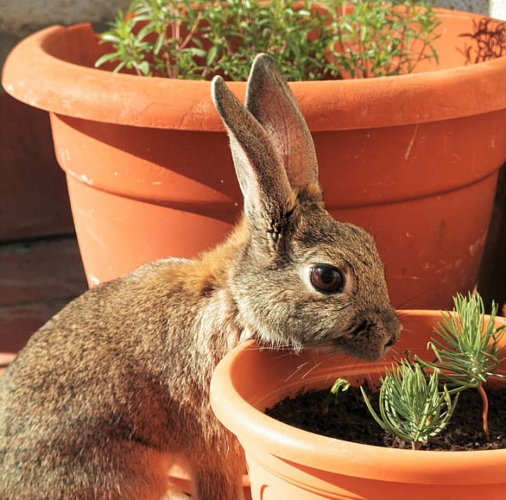 rabbit eating rosemary herbs