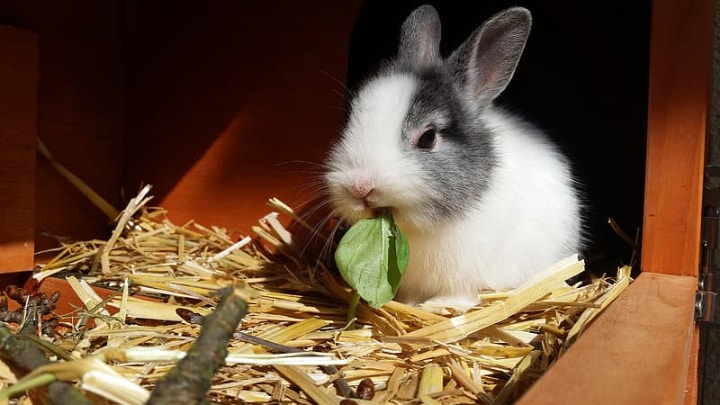 rabbit eatinng basil