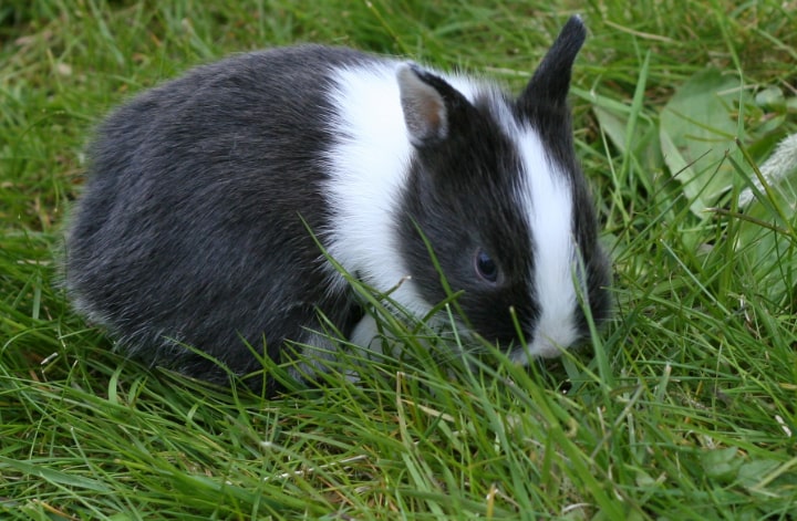 rabbit exploring the garden